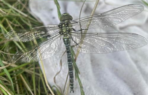 Komodiges Ferienhaus Küstennah - Foto 26