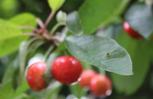 Ferienwohnung Fleur de Lys Urlaub auf Anfrage mit Hund - Foto 45