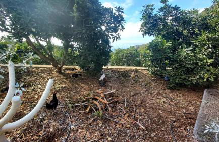 Casa Rural La Resbala - Casa Tajinaste - Foto 6