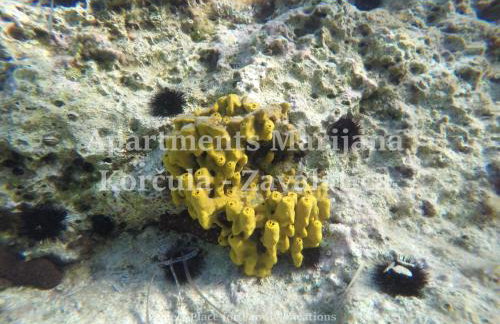 Apartments Marijana - Foto 79