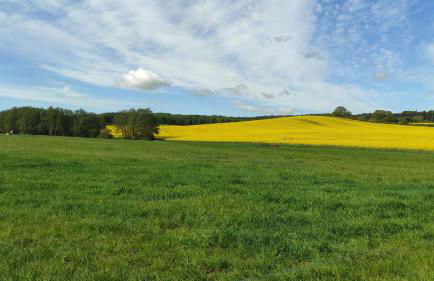 Küstenblüte - Foto 38