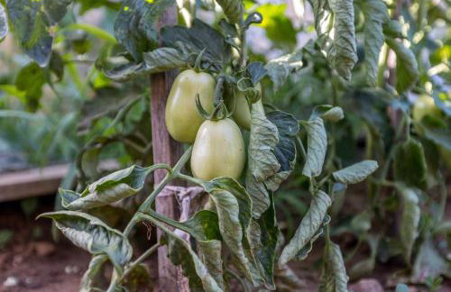 APARTMENTS ANA - Foto 72