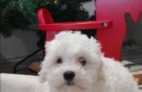 Villa Heaven Green - Photo 68