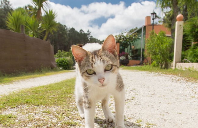 Cabañas de Lires - Foto 40