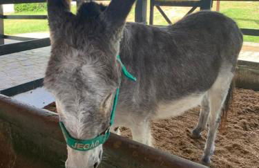 Gravatá Flat no condomínio Monte Castelo MELHOR LOCALIZAÇÃO , Wi-Fi, SKY e AR - Foto 16