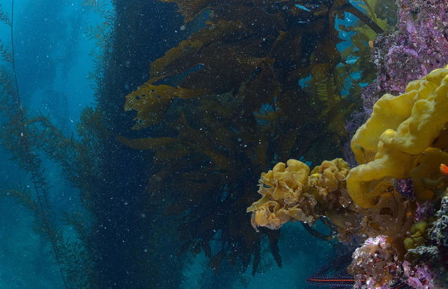 Mergulho na Isla Catalina - Foto 1