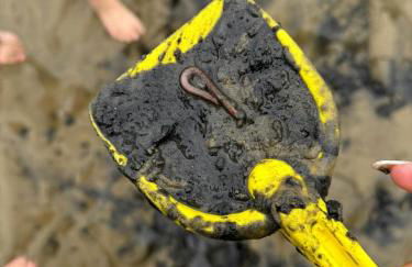 Küstenkännchen - Photo 13