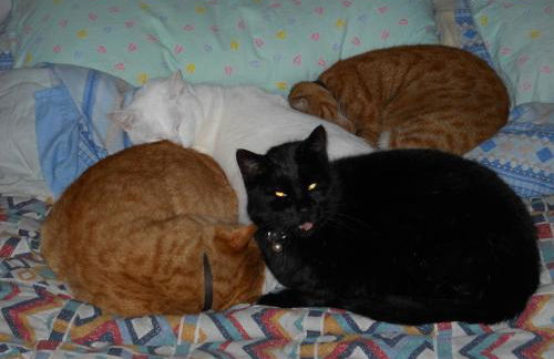 Casa Quaratica - Foto 55