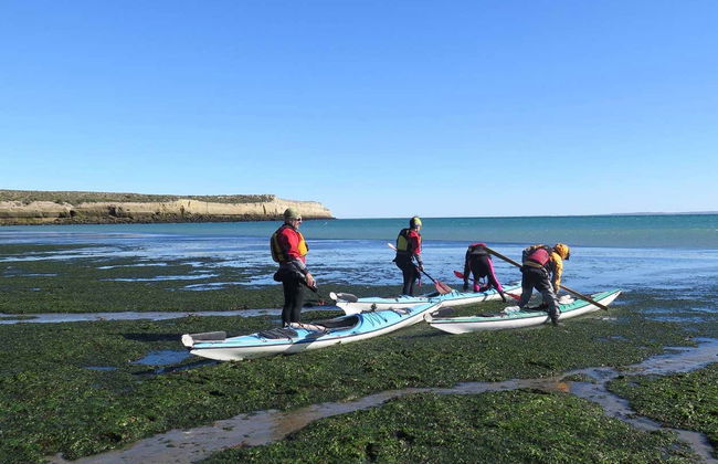 Kayak Tour and Sea Lion Sighting - Photo 8