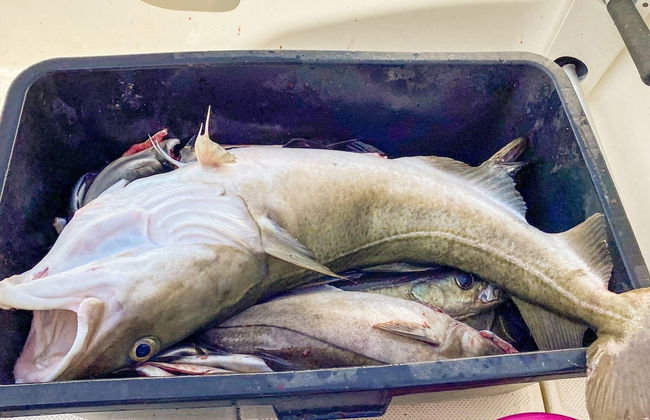 6 Person Holiday Home in Byrknesoy-by Traum - Foto 11