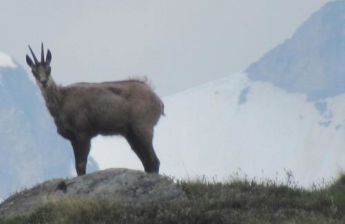 Résidence Les Alpages 4 étoiles - Appartement 4 personnes - Piscine, Hammam, Sauna, Jacuzzi - ValCenis 73480 - Foto 12