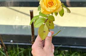 Cabana de Vidro - Canelinha - Photo 14