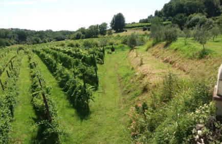 La Bosca agriturismo - Foto 10