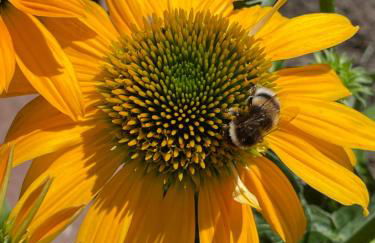 Ferienhaus unter Reet im Heidedorf Sankt Dionys bei Lüneburg - Foto 39