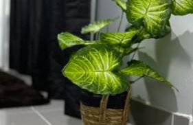 Kitnets Lofts no Kobrasol perto de Florianópolis - Foto 17