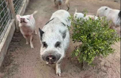 Relaxing Ranch Friendly Animals Modern Stay Cabin 1 - Foto 24