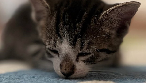 Bigotes y café: relájate y juega con adorables gatos - Foto 3, Pinoccio siempre está ahí para que disfrutes y juegues con él.