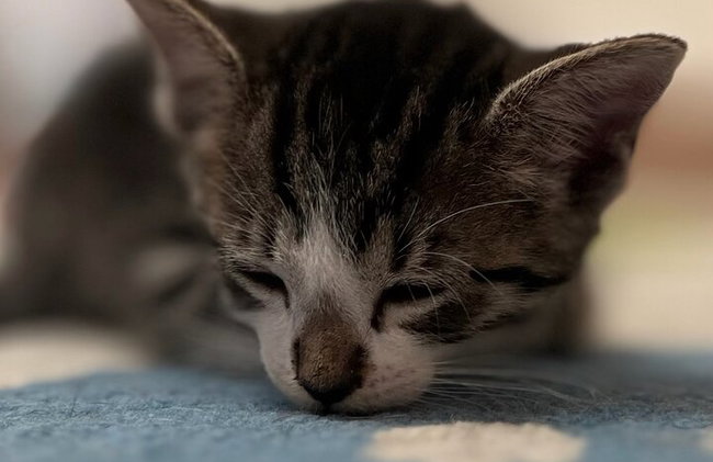 Bigotes y café: relájate y juega con adorables gatos - Foto 3