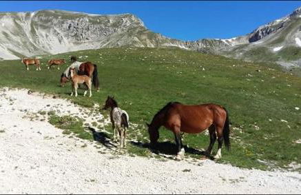 Il Narciso appartamenti - Foto 15