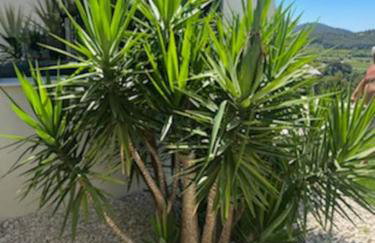 VillaCadière Vue Mer et Vignes Piscine à débordement - Foto 32
