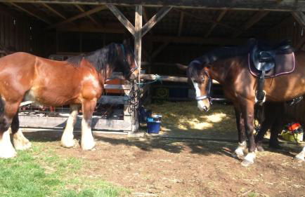 Ferienhof Heidemann - Foto 14