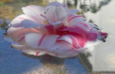 Villa Chiara class aparthotel - Foto 40