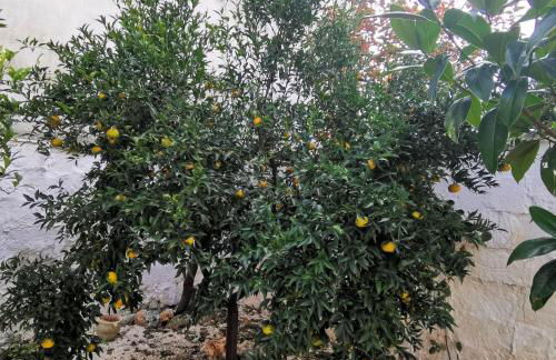 Casa Magnolia - Foto 49