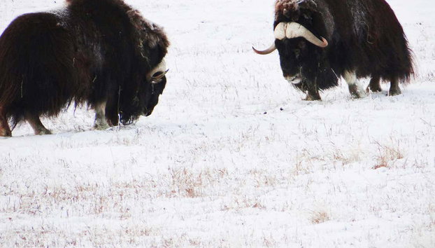 Reserva de Vida Salvaje de Yukón + Aguas Termales de Eclipse Nordic - Foto 3