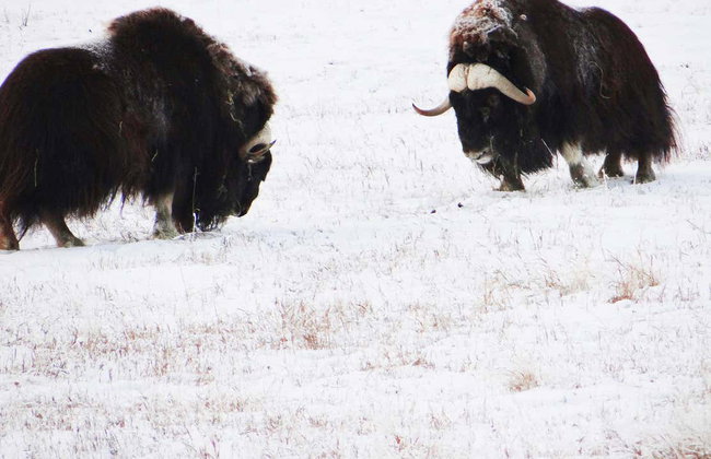 Réserve de faune du Yukon + Sources thermales d'Eclipse Nordic - Foto 3