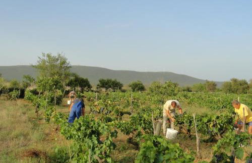 Apartments Brkić, Lozovac Krka NP with Pool - Foto 70