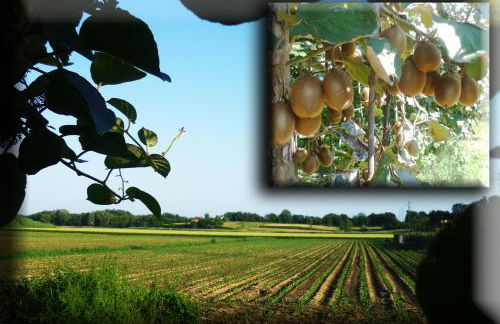 Agriturismo Podere dei kiwi - Foto 30