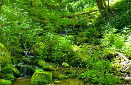 Nature's Paradise at 'The Reserve at Hot Springs' - Foto 35