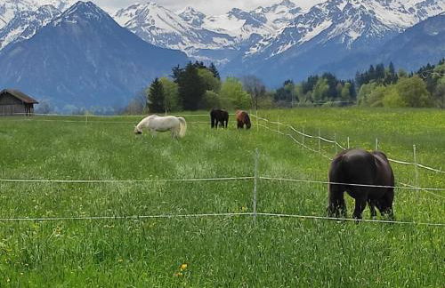 Ponyhof Schöllang - Foto 21