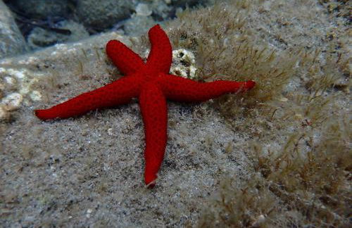 VILLA VITTORIA with LARGE PRIVATE HEATED SWIMMING POOL COMPLETE with HIDROMASSAGE FOR EXCLUSIVE USE , SEA and BEACH VIEW, 150 METERS FROM THE BEACH, POOL SURFACE 60 mq, POOL DEPTH 140 cm , FREE PARKING AND WIFI - Foto 42