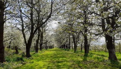 Ferienwohnung Blütenblick - Photo 3