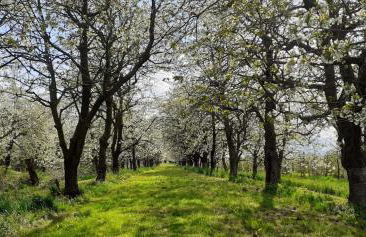 Ferienwohnung Blütenblick - Photo 3