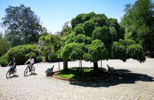 Herdade Clube Tiro Monfortinho - Foto 5