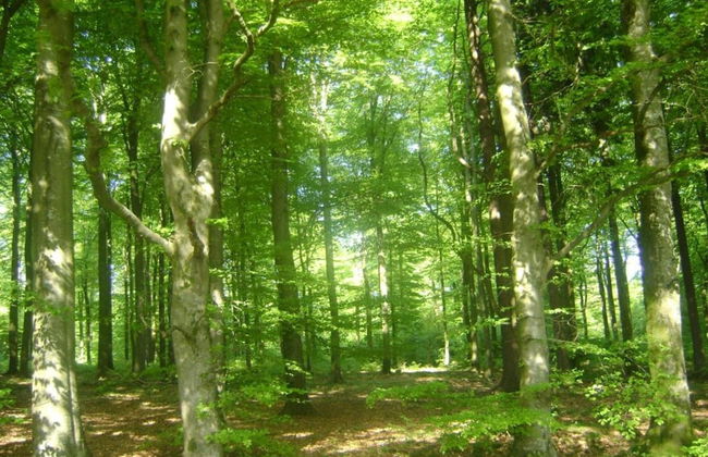 Holiday Home in Ferrieres With Garden - Photo 33