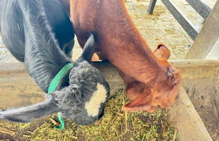 Flat Hotel Fazenda Monte Castelo Gravatá Bezerros - Foto 52