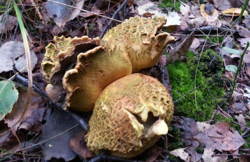 Natura Apartamenty - Foto 48