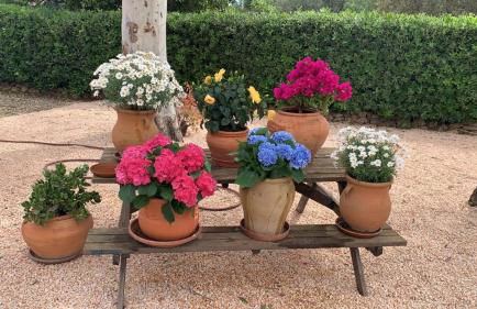 Villa Kentia Mallorca, charming and stylish country house close to Palma - Photo 41