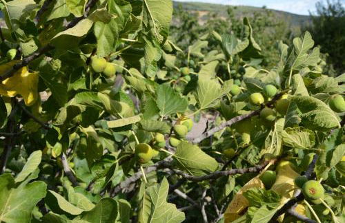 Cortijos Rey Fini - Foto 18