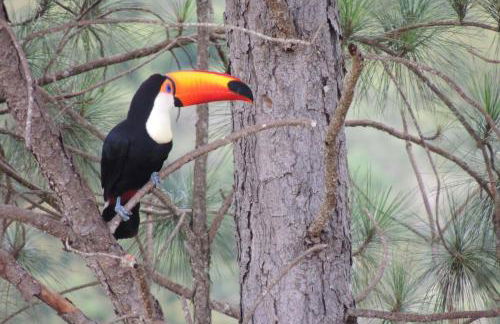 Chácara Ofá, seu refúgio na Serra de MG - Foto 10