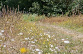 Sweet Root Hollow - Foto 20