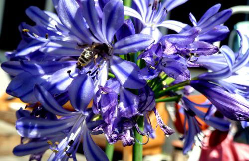 Appartement Capucine - Foto 12