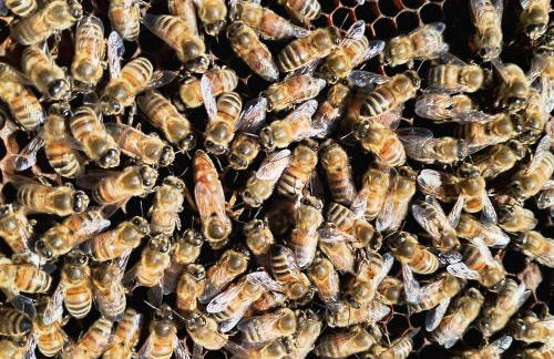 Agriturismo La Collina delle Api - Foto 41