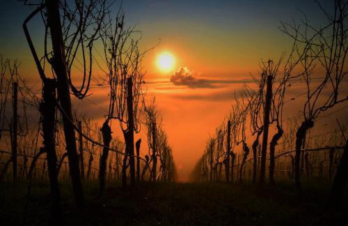 Winzerhof Düring - Foto 7