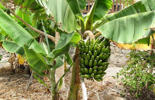 Finca el Moral - Foto 16