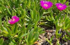 Salento sea mare - Foto 9