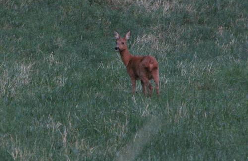 Le Bretzel - Foto 11